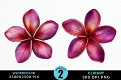 Watercolor Plumeria Flower Exquisite Clipart Product Image 1
