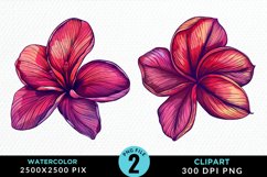Watercolor Plumeria Flower Exquisite Clipart Product Image 1