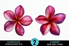 Watercolor Plumeria Flower Exquisite Clipart Product Image 1
