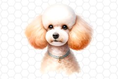 Watercolor Poodle Clipart Dog Sublimation PNG
