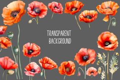 Watercolor Poppy flower Clipart