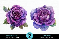 Watercolor Rose Vibrant Purple Graphic Clipart Product Image 1