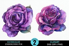 Watercolor Rose Vibrant Purple Graphic Clipart Product Image 1