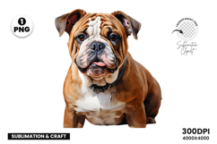 watercolor french bulldog clipart, french bulldog png, bulldog sublimation design, dog clipart watercolor, frenchie dog png, watercolor pet clipart, bulldog digital download, dog lover sublimation, cute french bulldog art, french bulldog printable