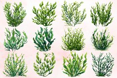 Watercolor Seaweed Clipart Bundle Product Image 2