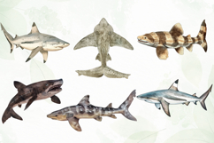 Watercolor Sharks Clipart Sublimation Product Image 2