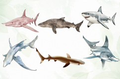 Watercolor Sharks Clipart Sublimation Product Image 4