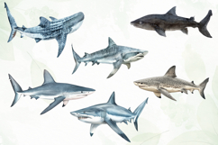 Watercolor Sharks Clipart Sublimation Product Image 3