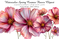 Watercolor Spring Cosmos Flower Clipart Product Image 1