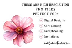 Watercolor Spring Cosmos Flower Clipart Product Image 2