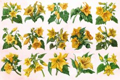 Watercolor Squash Blossom Clipart Bundle Product Image 3