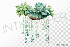 Cascading Vine Hanging Succulent Pot PNG Plant art Illust Product Image 1