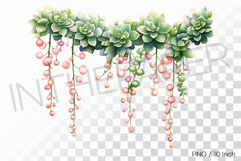 Pink Berry Trailing Hanging Succulent PNG Pot Clipart Illust Product Image 1