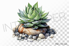 Pointed Succulent Among Rocks PNG Plant Clipart Illustration Product Image 1