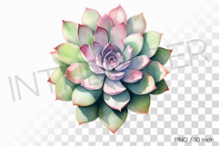 Vibrant Pastel Crown Succulent PNG Plant Clipart Illust Product Image 1