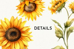 Sunflower clipart, Watercolor sunflower sublimation png Product Image 6