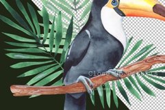 Toucan bird PNG | Summer sublimation design Product Image 3