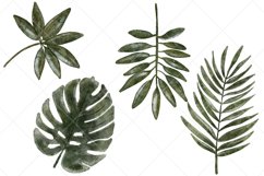 Watercolor Tropical Leaves Clipart 