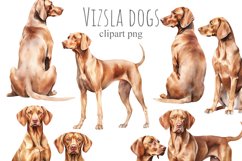 Vizsla Hungarian pointer Product Image 2