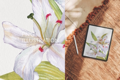 Watercolor White Lily Bouquet Botanical PNG Product Image 2