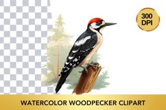 Watercolor woodpecker Clipart , Animal Sublimation PNG Product Image 1