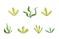 Watercolor Dinosaur Clipart PNG Product Image 7