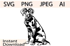 Weimaraner dog/Dog Svg/Png/Jpg/Ai/Vector purebred breed/Pet Product Image 1