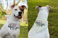 Wheres the food Dog Bandana Quote SVG Design Cricut For DIY