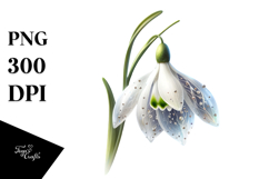 y Snowdrop Watercolor PNG Product Image 1