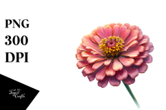 Zinnia with Golden Insertions, Watercolor Splash, PNG Product Image 1