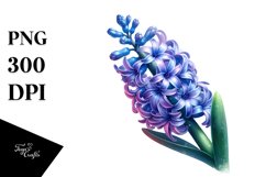 Shiny Hyacinth | Sublimation | Clipart Product Image 3