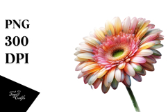 y Gerbera Watercolor PNG Product Image 1