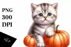 Baby Kitten with Pumpkin, PNG Product Image 3
