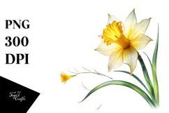 Watercolor Daffodil Painting, Transparent PNG Product Image 1