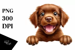 Funny Baby Chesapeake Bay Retriever with Big Eyes | Product Image 1
