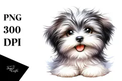 Happy Baby Havanese with Big Eyes PNG Product Image 1