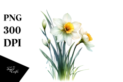 Narcissus Watercolor Splash PNG Product Image 1