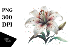 Lily Watercolor Splash PNG Product Image 1
