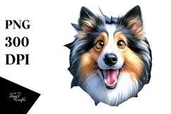 Crazy Looking Collie Product Image 1