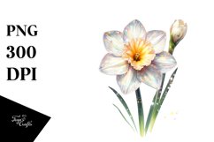 Shiny Glossy Narcissus | Clipart Product Image 1