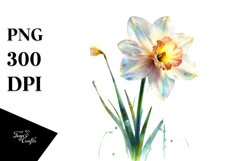 y Narcissus | Clipart Product Image 3