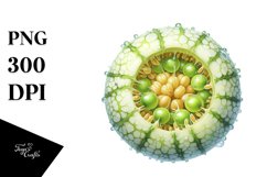 Watercolor Honeydew | Sublimation | Clipart Product Image 1