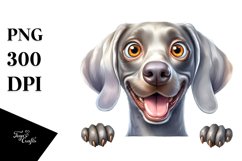 Crazy Looking Weimaraner | Sublimation | Clipart Product Image 1