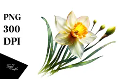 Daffodil Flower, Transparent PNG Product Image 1