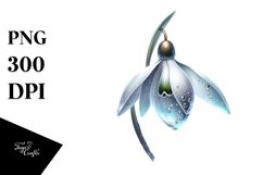 Detailed Snowdrop | Clipart Product Image 3