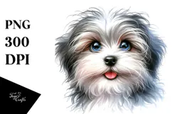 Baby Havanese with Big Eyes PNG Product Image 1