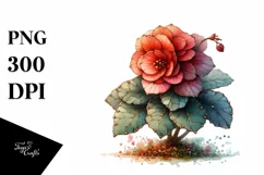 Wooden Stained Begonia | Clipart Product Image 3