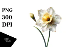 Narcissus Flower, Transparent PNG Product Image 1
