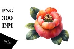 Watercolor Quince Clipart Product Image 1