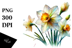 Narcissus, White PNG Product Image 1